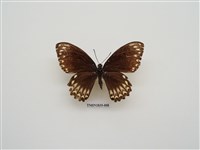 藏品(大斑鳳蝶)的圖片